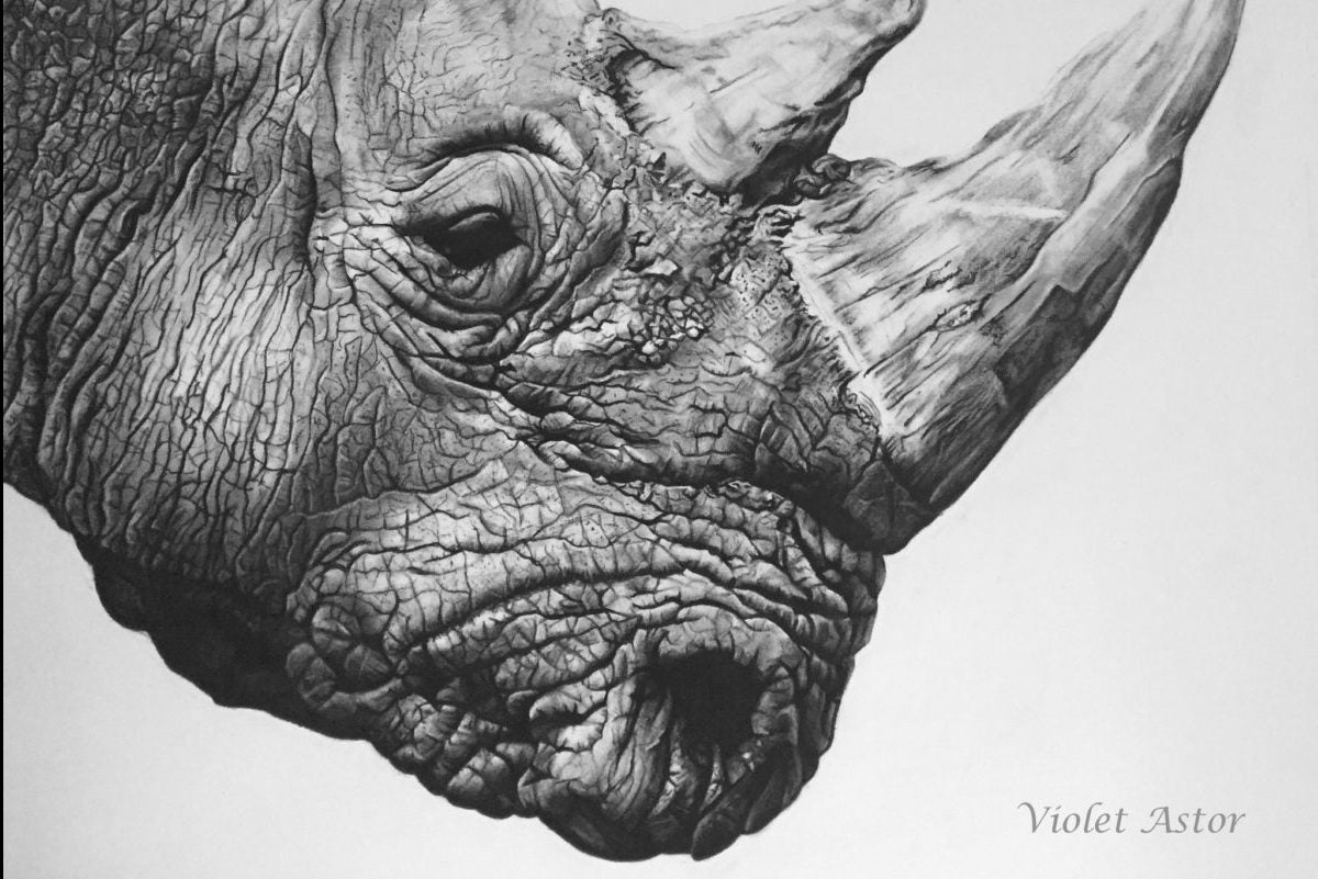 Violet Astor - Northern White Rhino Print